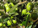 olive, huile d'olive, production d'olives, exportation, maroc, espagne